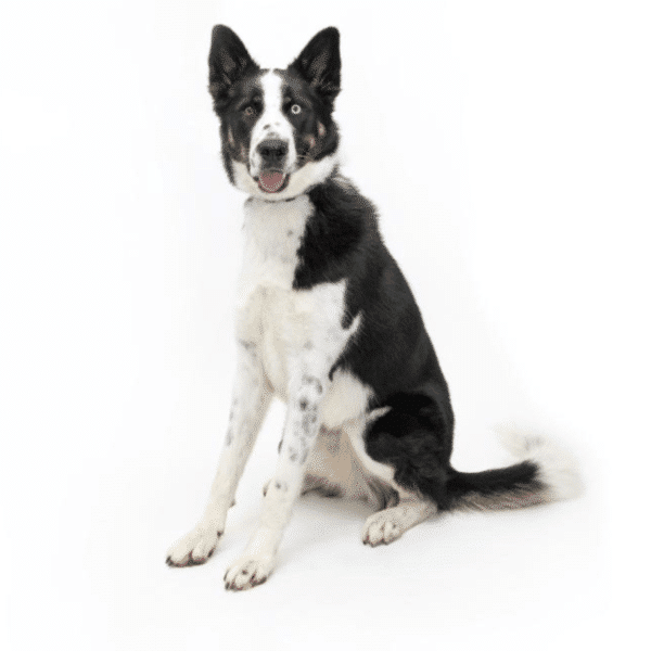 This is Wendy, a black and White 2 yr old, 63 lbs mixed breed. She has the body structure of a shepherd. Available for adoption at Wallis Annenberg PetSpace in Playa Vista, CA